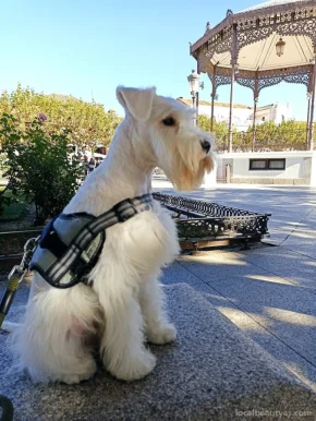 Peluquería canina Ciro, Alcalá de Henares - Foto 2