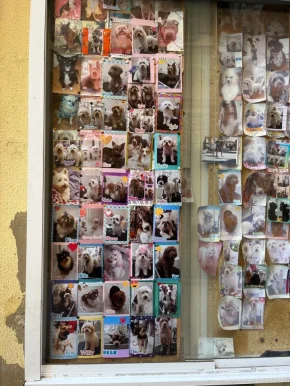 Peluquería canina huellas, Cádiz - Foto 2